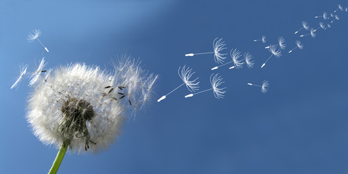 Pusteblume